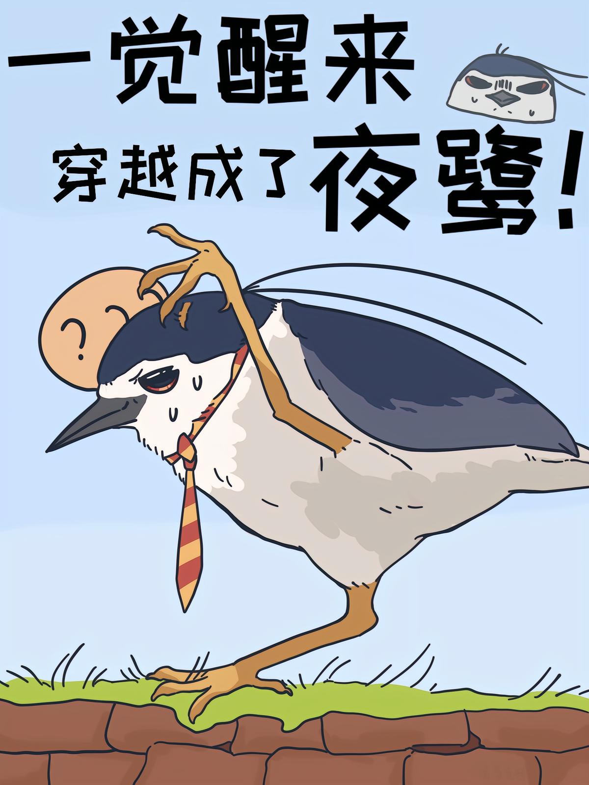 一覺醒來，穿越成了夜鷺